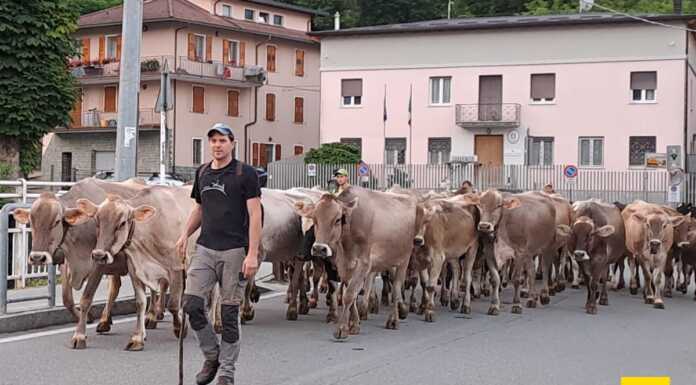 Transumanza. La tradizione si rinnova, all’alba il passaggio a Introbio transumanza_valsassina_introbio_20240608