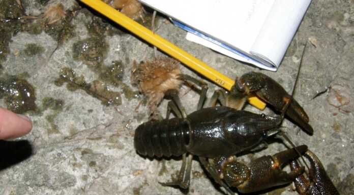 Gamberi di fiume nel Bevera: emergenza in parte rientrata Gamberi fiume Torrente Bevera