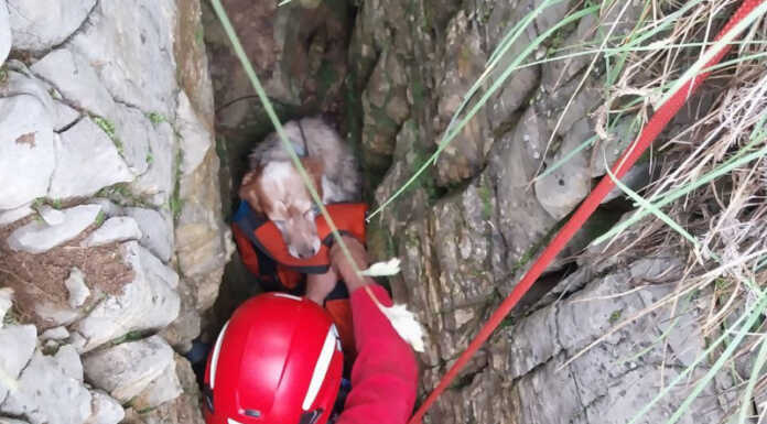 Cane finisce in un crepaccio a Valcava, recuperato dai pompieri Cane crepaccio Valcava Vigili del Fuoco