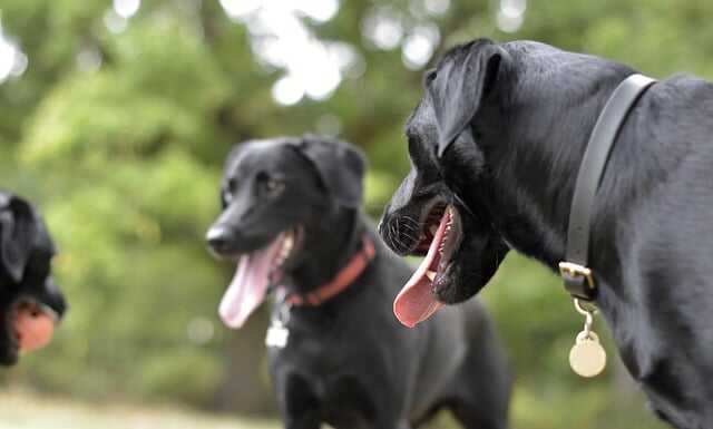 Aumentano le aggressioni dei cani: “Proprietari impreparati” cani