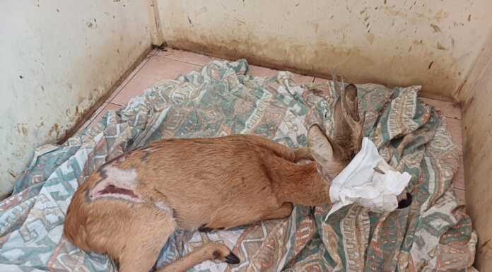 Incastrato in una inferriata, soccorso un capriolo a Colico Colico Capriolo