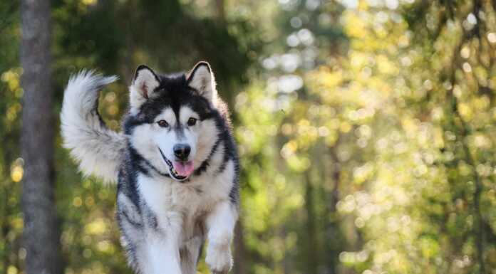 In viaggio con il proprio animale: 2.600 passaporti rilasciati da Ats nel 2024