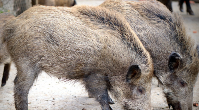 Cinghiali in casa, Coldiretti: “Assurdo e proeccupante”