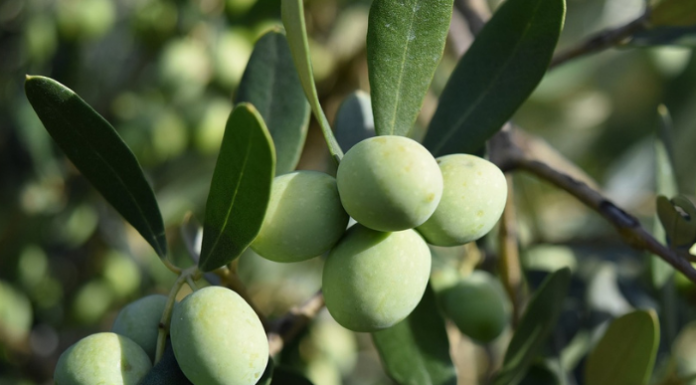 Gal Parchi e Valli del Lecchese. Olivicoltura a impatto zero, i laboratori di luglio