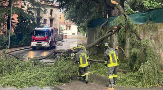 Nuova ondata di maltempo, un grosso ramo cade sulla strada a Lecco La pianta caduta stamattina in via Cernaia a Lecco (foto Vigili del Fuoco)