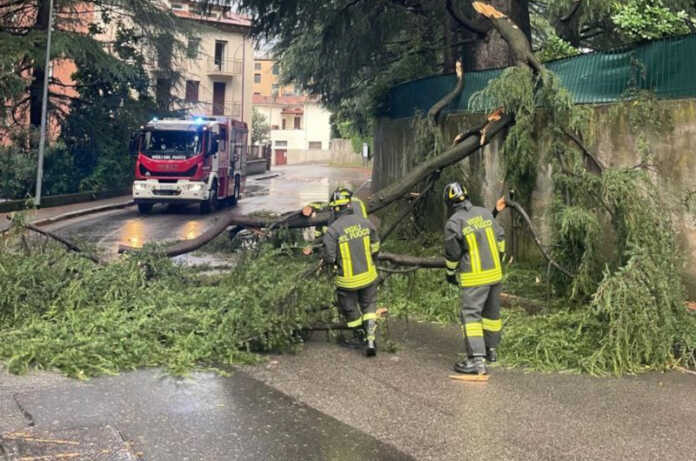 La pianta caduta stamattina in via Cernaia a Lecco (foto Vigili del Fuoco)