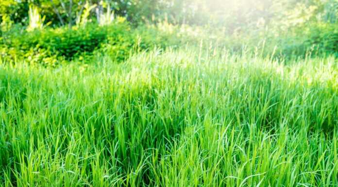 Valmadrera: parte il terzo ciclo di diserbo delle erbacce sui marciapiedi