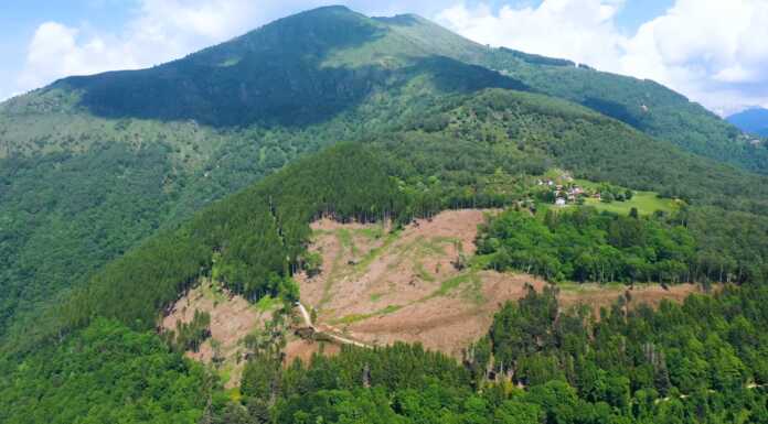 Un bosco, un parassita, un film: la storia del Bostrico Bostrico