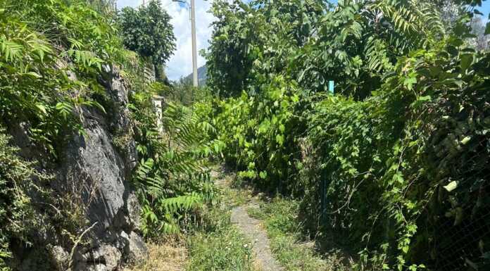 Rancio. Erba alta in via Coltogno, i residenti: “Ormai è difficile passare” Via_Coltogno_Rancio_Alto_Lecco_20240817