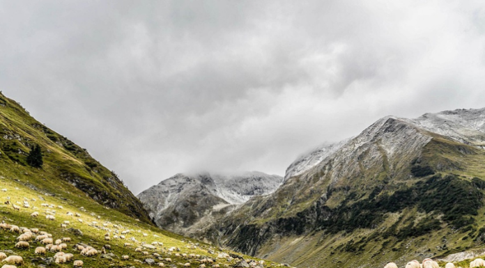 Greggi al pascolo a Premana: ecco come comportarsi con i cani da pastore