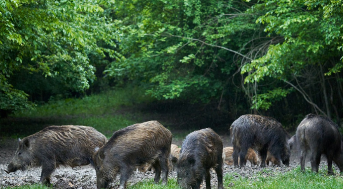 Agricoltura e tutela territorio, oltre 460mila euro in provincia di Lecco