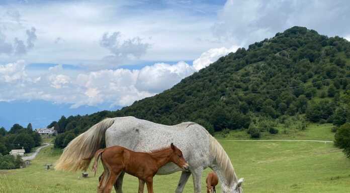 Esino Lario. I cavalli della Grigna e l’arte di allevare
