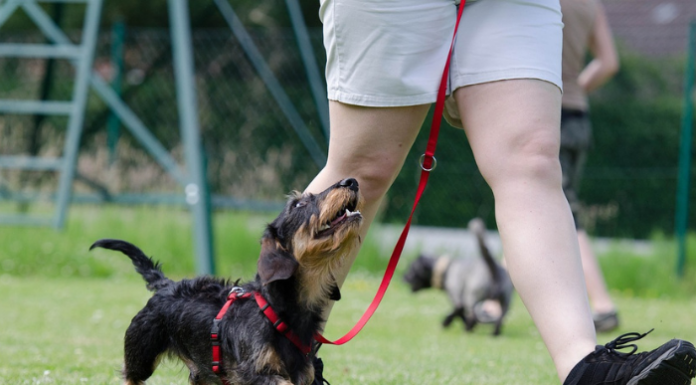 A Premana il corso di formazione per proprietari di cani