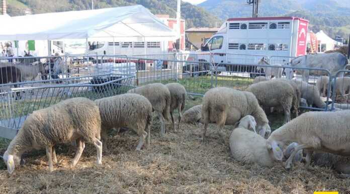Blue tongue, contagi nel lecchese. Anche le Manifestazioni Zootecniche fanno i conti col virus manifestazioni_zootecniche_valsassinesi_20240827
