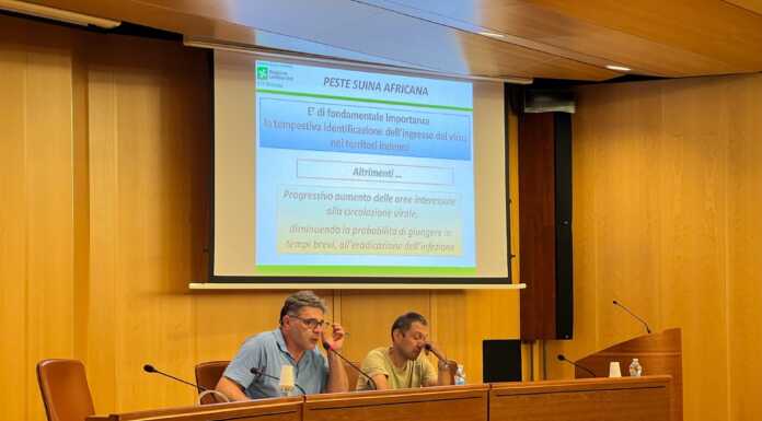 Peste suina africana, i veterinari di Ats incontrano i cacciatori peste suina incontro ats