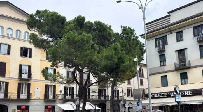 Pini in Piazza Garibaldi, Legambiente Lecco: “In caso di rimozione, si proceda a un nuovo impianto” Pini domestici Piazza Garibaldi Via Roma Lecco