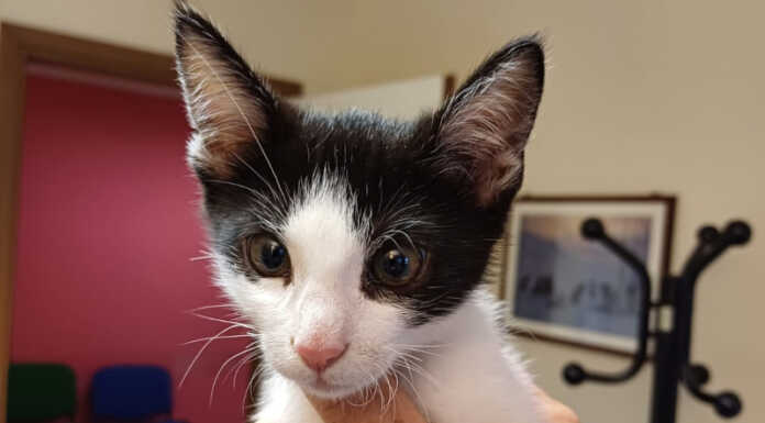 Gattino abbandonato a Galbiate, signora lo salva e lo porta ai veterinari di Ats Gattino abbandonato