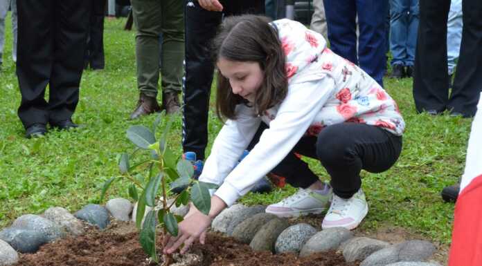 A Torre de’ Busi c’è l’albero di Falcone, i giovani se ne prenderanno cura