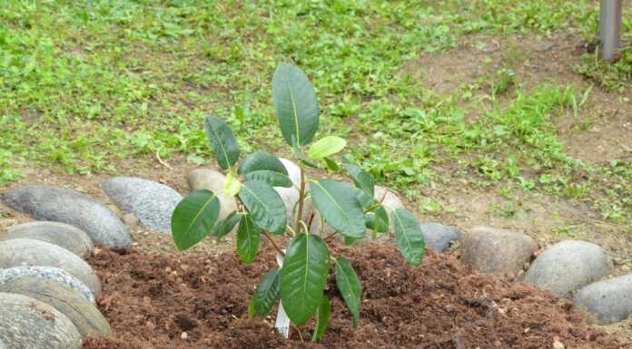 “La memoria mette radici”, l’albero Falcone sarà piantato a Monte Marenzo