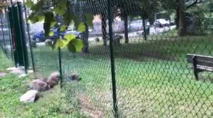 Santo Stefano, l’area cani trascurata: “Recinzioni inadeguate, serve manutenzione” area cani santo stefano