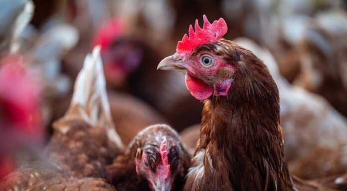 Calco. Ucciso il gallo Pepe, cresciuto dai bimbi della scuola dell’infanzia: “Atto crudele” gallo pixabay