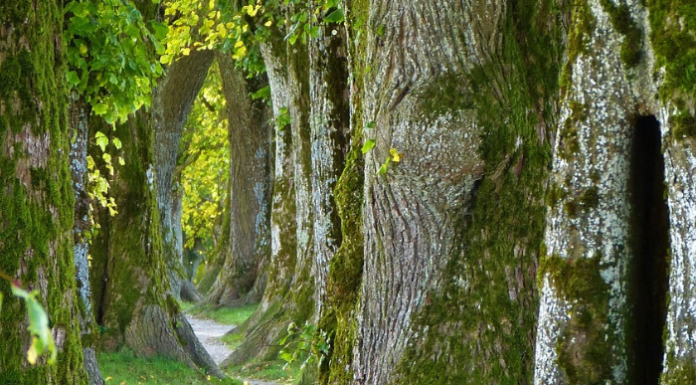 Alberi monumentali, la Lombardia è seconda in Italia per numero