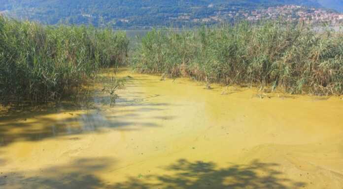 Lago di Annone. Il Circolo Ilaria Alpi: “Contro le alghe serve togliere le fogne” Annone_lago_alghe