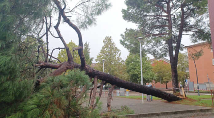 Paura a Lomagna: albero cade nel parcheggio del Municipio