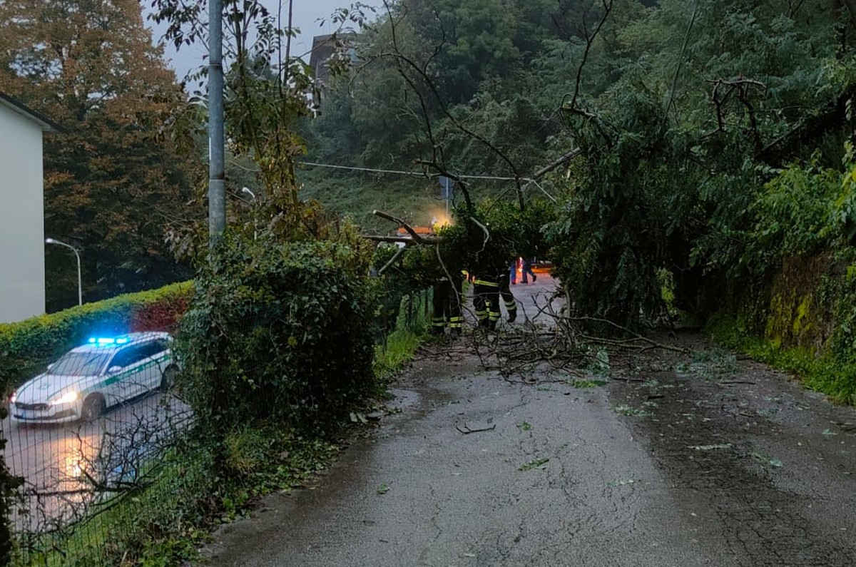 Pianta_caduta_via_Movedo_Lecco_20241010