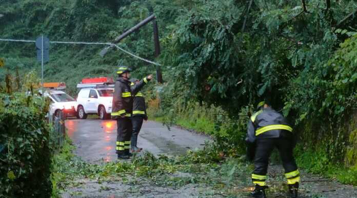Albero cade in via Movedo a Bonacina, intervento dei Vigili del Fuoco Pianta_caduta_via_Movedo_Lecco_20241010