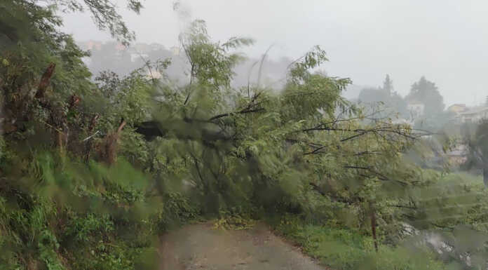 Vercurago. Pianta cade in via San Martino, la Protezione Civile libera la strada albero caduto via san martino vercurago