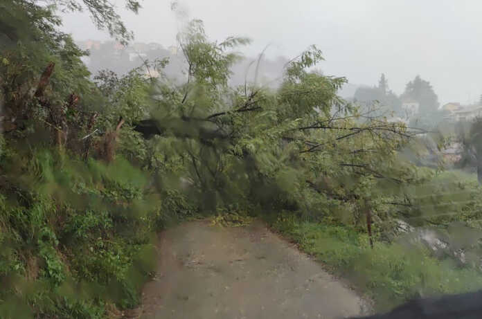 albero caduto via san martino vercurago