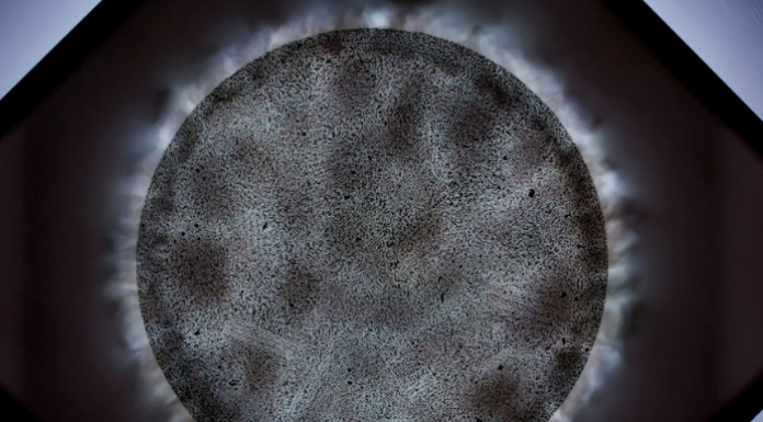 Galbiate. Davide Panzeri in mostra con “Pensieri”