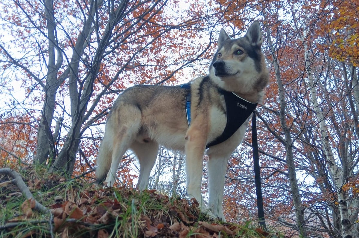 salvataggio_cane_blues_resinelli_Nora_20241022