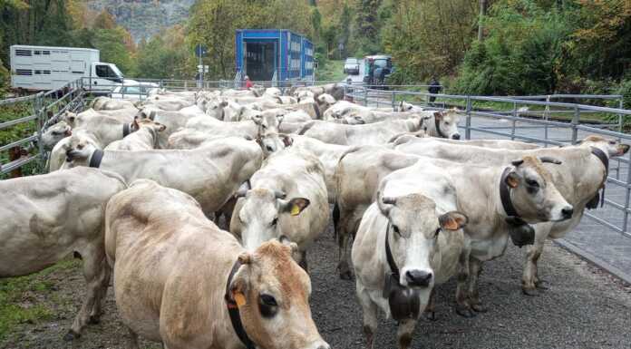 Le mucche tornano a valle dagli alpeggi: “Stagione positiva: erba e acqua in abbondanza” transumanza_nicola_milani_pasturo_20241021