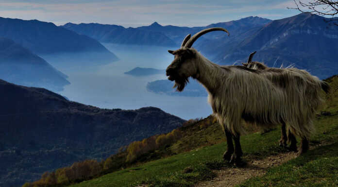 A Casargo torna la ‘Capra Orobica’, appuntamento il 23 e 24 novembre capra orobica