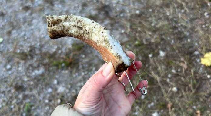 Germanedo: bocconi mortali al Parco dell’Eremo, l’allarme tra i proprietari di cani boccone con spilla-cani-parco germanedo