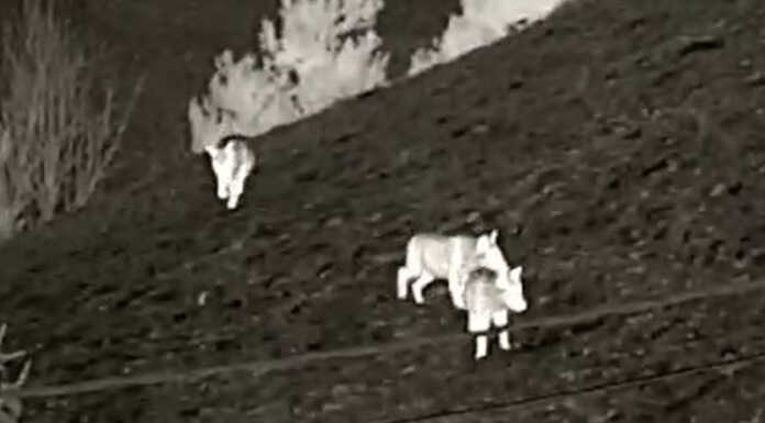 Fauna selvatica e sicurezza: regione Lombardia mette a disposizione nuovi fondi Lupi a morterone