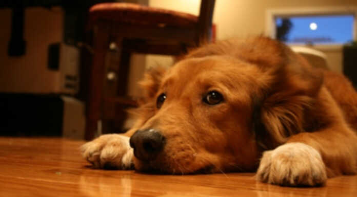 Botti di Capodanno: ecco come comportarsi con il proprio animale