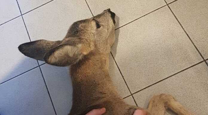 Capriolo soccorso dalla Polizia Provinciale a Malgrate