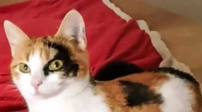 Lecco. Smarrita gattina, l’appello dei proprietari per ritrovarla gattina smarrita