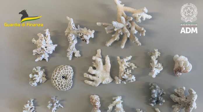 Aeroporto di Linate, sequestrati 24 esemplari di specie protetta di corallo