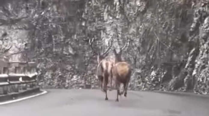 Incontro con due cervi sulla strada per Erve, la suggestiva immagine