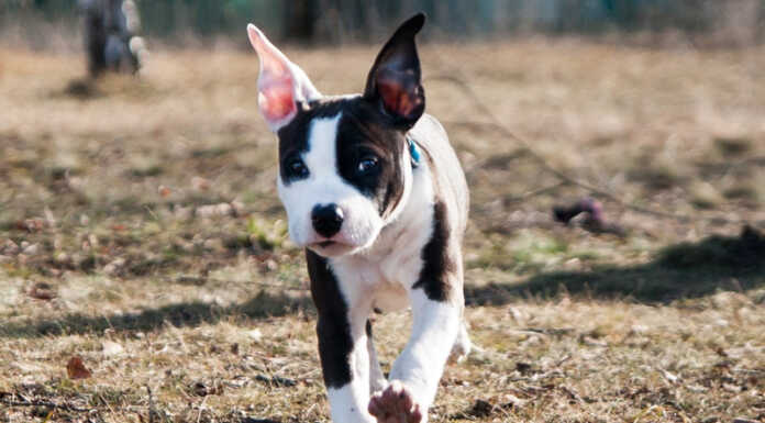 Cane rubato a Monte Marenzo e ritrovato poche ore dopo: “Fate attenzione” american-staffordshire-terrier