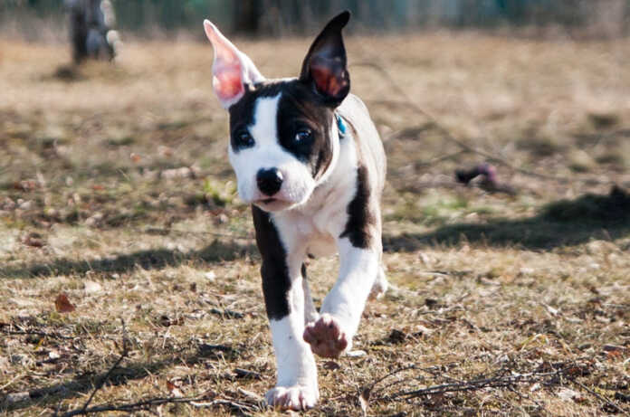 american-staffordshire-terrier