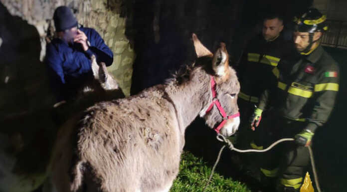 Due asinelli in fuga a Vercurago, recuperati dai Vigili del Fuoco