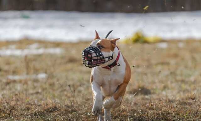 Patentino obbligatorio per cani pericolosi, l’esperto: “Una proposta da migliorare”