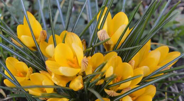 “Un fiore per non dimenticare”: il Progetto Crocus al Parini di Lecco crocus giallo