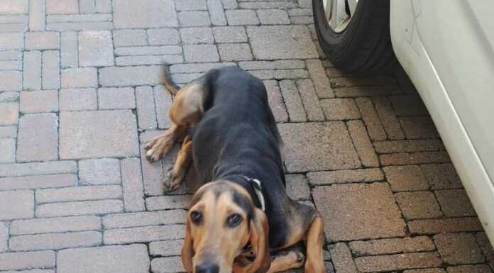 Valmadrera. Si cerca il cane Gringo: “Attaccato da un pit bull e poi investito”