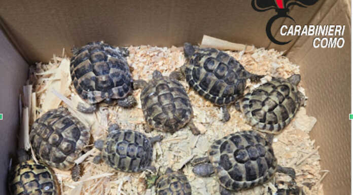 Nesso, deteneva tartarughe senza documenti e in cattive condizioni: denunciato